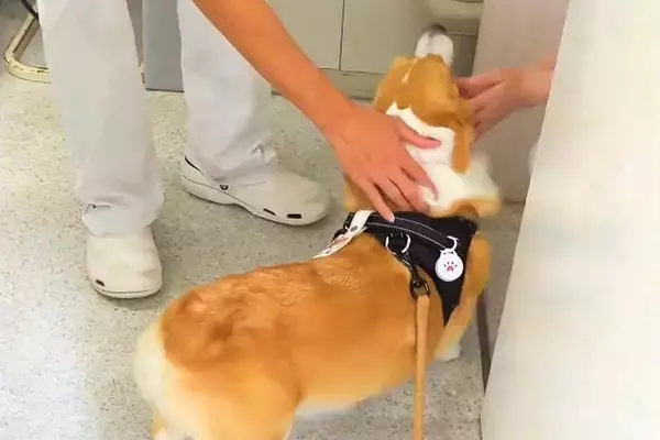 病院の診察室に自ら入っていく犬→『先生にご挨拶をした』と思ったら…まさかの『コントのような展開』が10万表示「スピード感最高」「笑った」