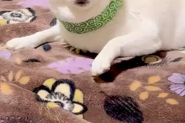 『そこのもの、よをなでよ』なぜか自分からは近づいてこない犬→とんでもなく雑な『呼び方と表情』が24万再生「圧すごいｗｗ」「すぐ参ります」