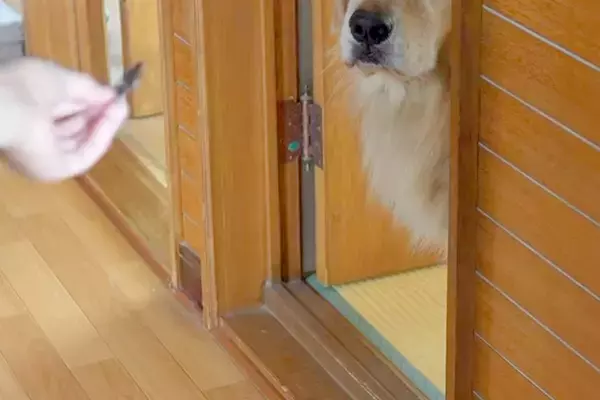 2匹の犬に『お風呂入るか』と声をかけた結果→嫌がりすぎて…わかりやすい『表情』と入浴中の光景に反響「同じ顔してて草」「声出して笑ったｗ」