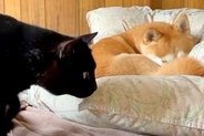 甘え下手な猫が『犬に構ってほしい』とゴソゴソしていたら、察してくれて…『尊すぎる光景』が45万再生「さすがお姉さん」「仲良しで可愛い」