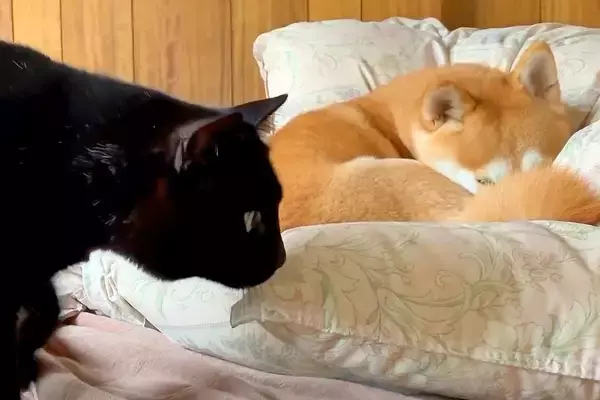 甘え下手な猫が『犬に構ってほしい』とゴソゴソしていたら、察してくれて…『尊すぎる光景』が45万再生「さすがお姉さん」「仲良しで可愛い」