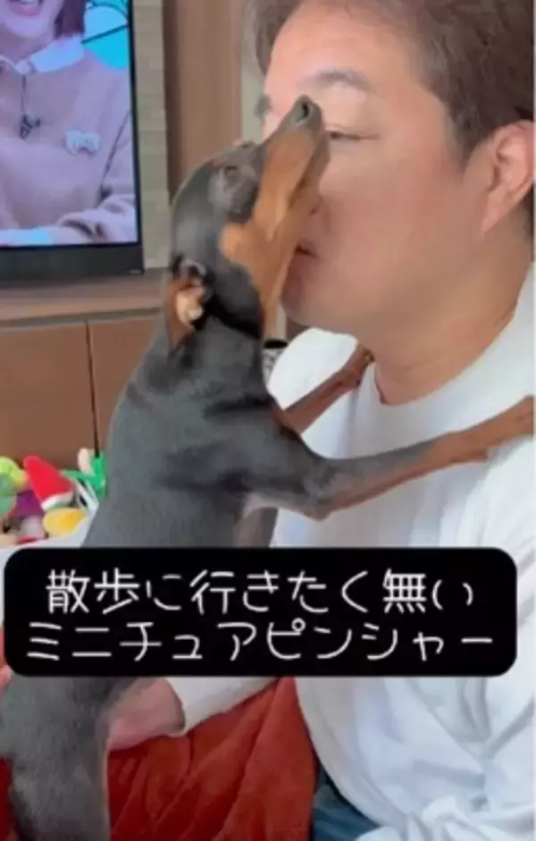 散歩に行きたくない犬に『散歩』と言った結果…あまりにもあざとい『まさかの拒否方法』が47万再生「言葉理解してるｗ」「仕草可愛すぎ」と悶絶