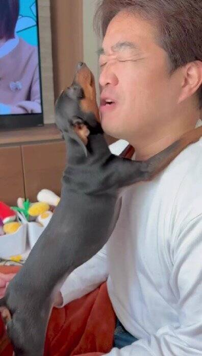 散歩に行きたくない犬に『散歩』と言った結果…あまりにもあざとい『まさかの拒否方法』が47万再生「言葉理解してるｗ」「仕草可愛すぎ」と悶絶