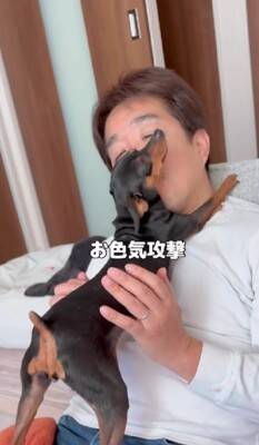 散歩に行きたくない犬に『散歩』と言った結果…あまりにもあざとい『まさかの拒否方法』が47万再生「言葉理解してるｗ」「仕草可愛すぎ」と悶絶