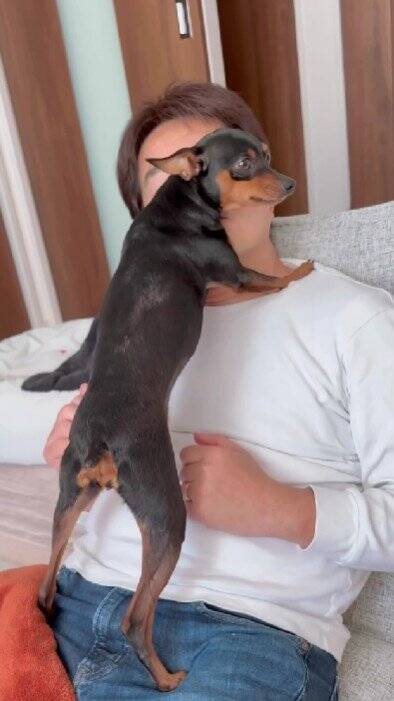 散歩に行きたくない犬に『散歩』と言った結果…あまりにもあざとい『まさかの拒否方法』が47万再生「言葉理解してるｗ」「仕草可愛すぎ」と悶絶