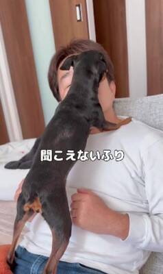 散歩に行きたくない犬に『散歩』と言った結果…あまりにもあざとい『まさかの拒否方法』が47万再生「言葉理解してるｗ」「仕草可愛すぎ」と悶絶