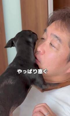 散歩に行きたくない犬に『散歩』と言った結果…あまりにもあざとい『まさかの拒否方法』が47万再生「言葉理解してるｗ」「仕草可愛すぎ」と悶絶