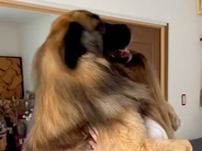 ギャルが『超大型犬』と初めて出会って、ハグをしてみると…目を疑うほどのサイズ感と素敵な光景に反響「AIみたいｗ」「どっちも嬉しそう」