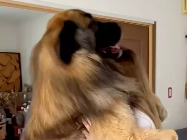 ギャルが『超大型犬』と初めて出会って、ハグをしてみると…目を疑うほどのサイズ感と素敵な光景に反響「AIみたいｗ」「どっちも嬉しそう」