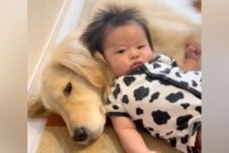 生まれたときから大型犬と過ごした赤ちゃん→優しく見守ってくれて…涙が出るほど愛おしい『家族の日常』が10万再生「優しい顔」「母のよう」