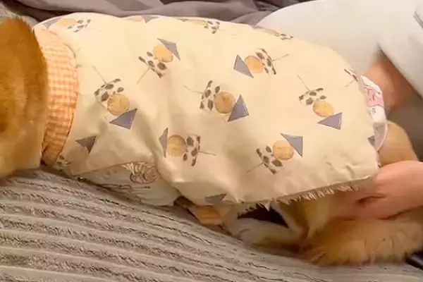 夜、寝るため2階に行こうとしたら『抱っこで行きたい』と犬が駄々をこねて…可愛すぎる『抵抗の仕方』が95万再生「吹いたｗ」「子どもみたい」