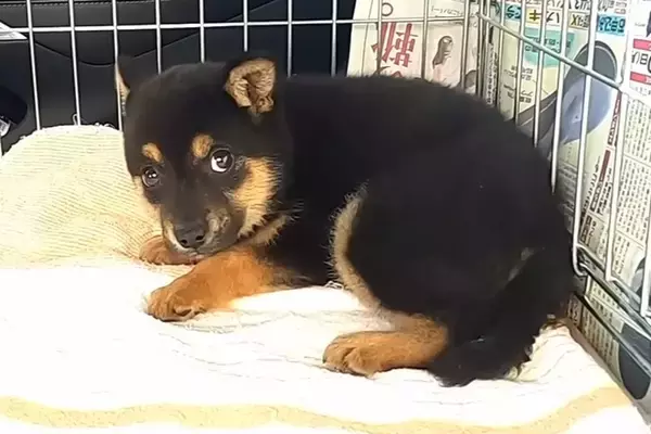 殺処分に怯える『野犬の子犬』を保護→車内でもブルブル震えて…『お別れまでの記録』に涙が止まらないと801万再生「泣けた」「目つきが違う」