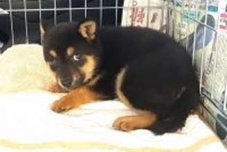 殺処分に怯える『野犬の子犬』を保護→車内でもブルブル震えて…『お別れまでの記録』に涙が止まらないと801万再生「泣けた」「目つきが違う」