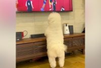 テレビで『バスケの試合』を見ている犬→『自分のボールが取られた！』と思ってしまい…あまりにも愛おしい『勘違い』に反響「可愛すぎる」
