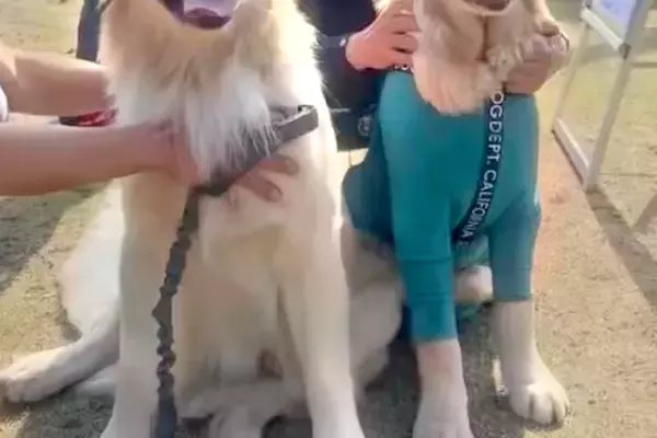 大型犬のオフ会に行ったら『愛犬そっくりなワンコ』を発見→詳しく話を聞くと…奇跡的すぎる『まさかの展開』が11万再生「ご縁だ」「すごい」