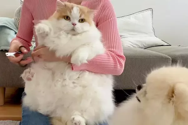 猫のお手入れ中に寄ってきた犬→『心配そうに見守っている』かと思ったら…人間のような『まさかの行動』に反響「可愛いｗ」「どこで覚えたの？」
