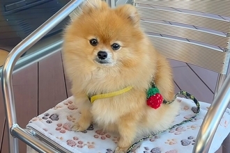 犬と一緒に『行きつけのカフェ』を訪れた結果→環境に慣れ過ぎてしまい…まさかの『デカすぎる態度』に反響「完全にくつろいでるｗ」「可愛い」