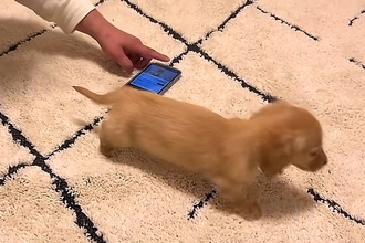 赤ちゃん犬にスマホで『トンビの鳴き声』を聞かせてみた結果→思った以上に怖がってしまい…守りたくなる『尊い光景』に反響「可愛すぎて…」