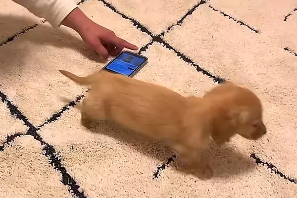 赤ちゃん犬にスマホで『トンビの鳴き声』を聞かせてみた結果→思った以上に怖がってしまい…守りたくなる『尊い光景』に反響「可愛すぎて…」