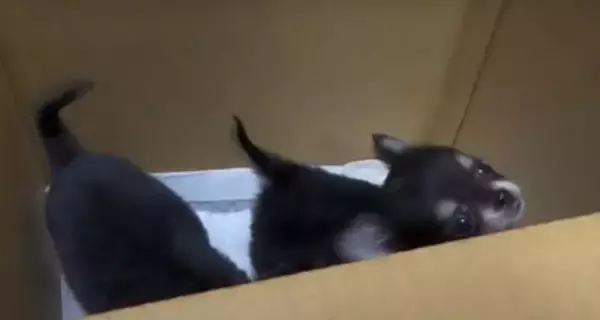 『恐ろしく可愛い』あちこちでトイレをしてしまう極小チワワたちに絶賛の声「天使すぎる」「成長が楽しみ」と11万再生