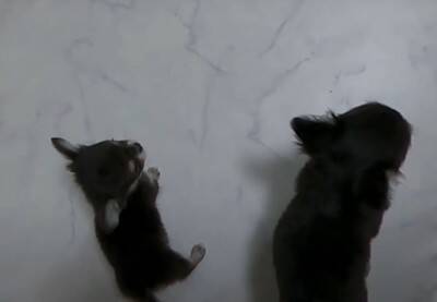 『恐ろしく可愛い』あちこちでトイレをしてしまう極小チワワたちに絶賛の声「天使すぎる」「成長が楽しみ」と11万再生