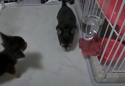 『恐ろしく可愛い』あちこちでトイレをしてしまう極小チワワたちに絶賛の声「天使すぎる」「成長が楽しみ」と11万再生