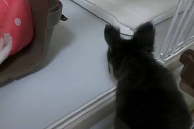 『恐ろしく可愛い』あちこちでトイレをしてしまう極小チワワたちに絶賛の声「天使すぎる」「成長が楽しみ」と11万再生