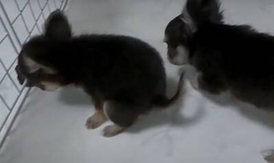 『恐ろしく可愛い』あちこちでトイレをしてしまう極小チワワたちに絶賛の声「天使すぎる」「成長が楽しみ」と11万再生