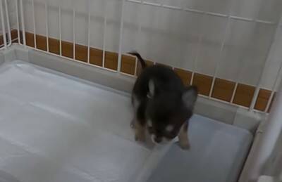 『恐ろしく可愛い』あちこちでトイレをしてしまう極小チワワたちに絶賛の声「天使すぎる」「成長が楽しみ」と11万再生