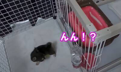 『恐ろしく可愛い』あちこちでトイレをしてしまう極小チワワたちに絶賛の声「天使すぎる」「成長が楽しみ」と11万再生