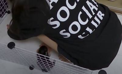 『恐ろしく可愛い』あちこちでトイレをしてしまう極小チワワたちに絶賛の声「天使すぎる」「成長が楽しみ」と11万再生