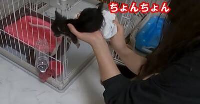 『恐ろしく可愛い』あちこちでトイレをしてしまう極小チワワたちに絶賛の声「天使すぎる」「成長が楽しみ」と11万再生