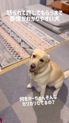 ゴミ箱を漁られたので大型犬を叱ったら…怒られてから許されるまでの『分かりやすすぎる表情』が228万再生「トボけた顔で草」「尊い」と絶賛