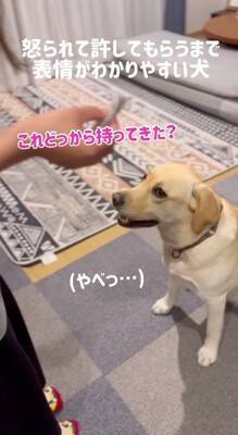 ゴミ箱を漁られたので大型犬を叱ったら…怒られてから許されるまでの『分かりやすすぎる表情』が228万再生「トボけた顔で草」「尊い」と絶賛