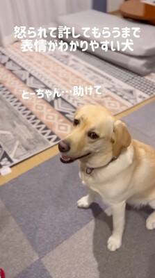 ゴミ箱を漁られたので大型犬を叱ったら…怒られてから許されるまでの『分かりやすすぎる表情』が228万再生「トボけた顔で草」「尊い」と絶賛