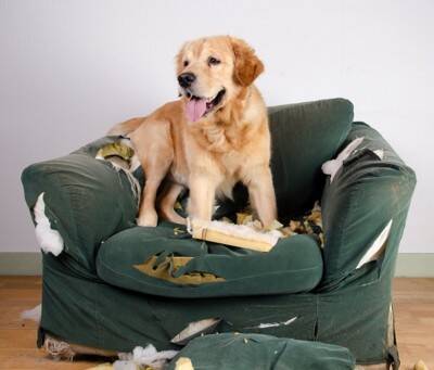 『寂しがりやな犬』の特徴５選　あなたの愛犬は当てはまる？独りに慣れさせるコツまで