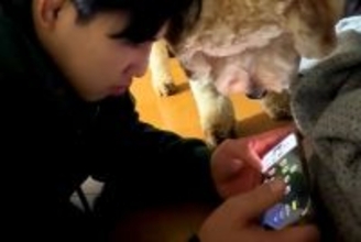 お兄ちゃんがスマホゲームをしていたら、犬が興味津々に覗いてきて…ワンコとは思えない『弟のような行動』が話題「近いってｗｗ」「仲良し兄弟」