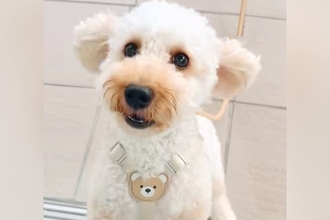 『ねえ！ママいるんでしょ！』入院中、窓越しに愛犬と10日ぶりの再会を果たした結果→尊い光景に絶賛「寂しさが伝わる」「しっぽふりふり」