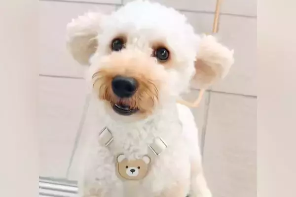 『ねえ！ママいるんでしょ！』入院中、窓越しに愛犬と10日ぶりの再会を果たした結果→尊い光景に絶賛「寂しさが伝わる」「しっぽふりふり」