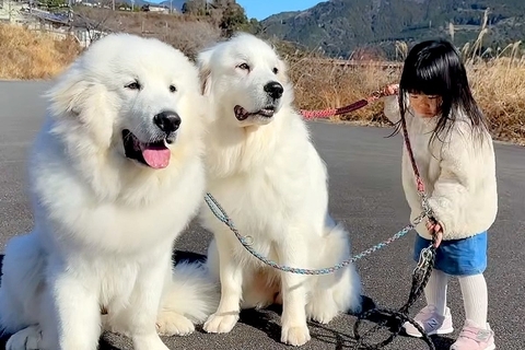 3歳の女の子が『超大型犬2頭の散歩』をした結果→大人顔負けな『たくましすぎる光景』が11万再生「本当の姉妹みたい」「みんな可愛い」と称賛
