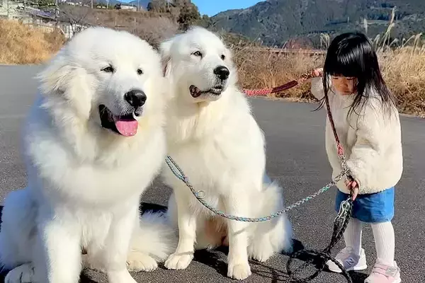 3歳の女の子が『超大型犬2頭の散歩』をした結果→大人顔負けな『たくましすぎる光景』が11万再生「本当の姉妹みたい」「みんな可愛い」と称賛