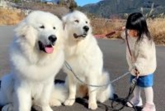 3歳の女の子が『超大型犬2頭の散歩』をした結果→大人顔負けな『たくましすぎる光景』が11万再生「本当の姉妹みたい」「みんな可愛い」と称賛