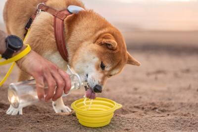 犬が『水を飲まなくなる』原因6つ　主な要因や水分不足を防ぐ方法まで