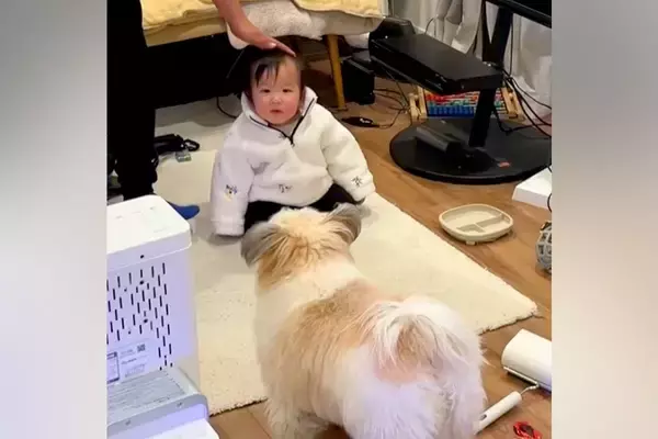 赤ちゃんに触ろうとすると、犬がすぐさま駆けつけて…『過保護すぎる光景』が尊いと54万再生「可愛すぎる護衛」「機敏なSPｗｗ」「頼もしい」