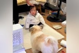 赤ちゃんに触ろうとすると、犬がすぐさま駆けつけて…『過保護すぎる光景』が尊いと54万再生「可愛すぎる護衛」「機敏なSPｗｗ」「頼もしい」