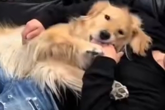 パパが帰ると『熱烈歓迎』する大型犬→ママが帰ると…不憫すぎる『あからさまな対応の違い』が12万再生「なんでやねんｗｗ」「悲しくなるｗ」