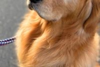 通りすがりの小学生男子が『散歩中の大型犬』を見た結果→会話が聞こえてきて…『まさかの内容』に3万いいね「半分正解ｗｗ」「顔虚無ってて草」