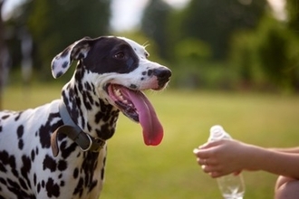 犬が『暑い』と思っているときにみせるサイン５選　熱中症かどうかを見分ける方法まで