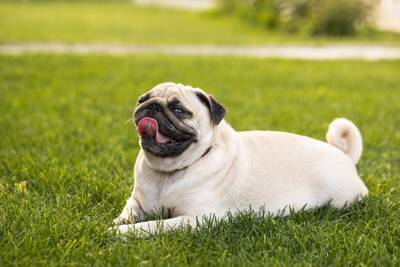 犬が『暑い』と思っているときにみせるサイン５選　熱中症かどうかを見分ける方法まで