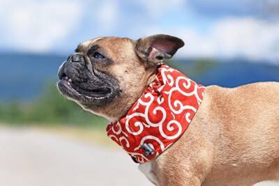 犬が『暑い』と思っているときにみせるサイン５選　熱中症かどうかを見分ける方法まで